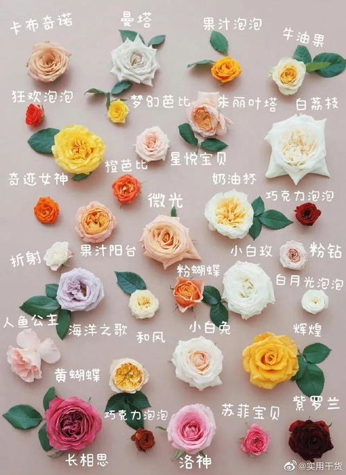 玫瑰种类科普：这些漂亮的玫瑰花