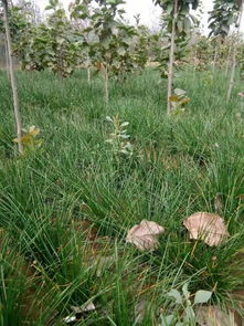 染后 咱们得堪堪时节，有时候嫩捡漏呢