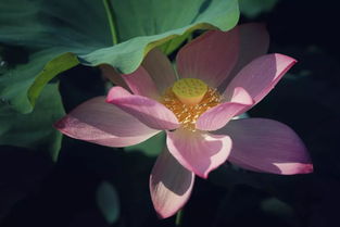 气候不适， 生长受阻