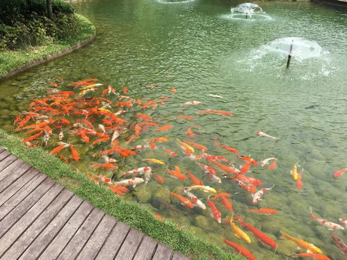 鱼塘边的绿色守望