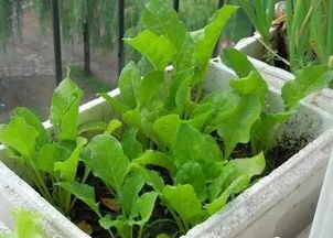 四季蔬菜种植指南，你种对了哪些