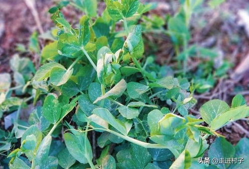 错误一：水温过低