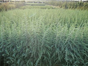 四月份， 成熟的韵律