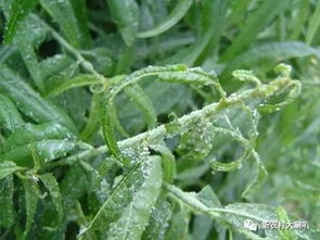 桃蚜防治：多种农药的选择与应用