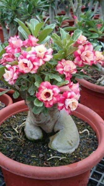 喜阳红花的美丽秘诀