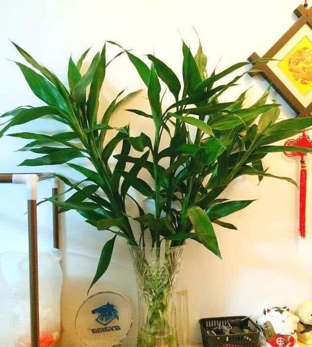 富贵竹长高，修剪拆分