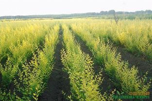 蜀桧病虫害防治重点：综合防治法