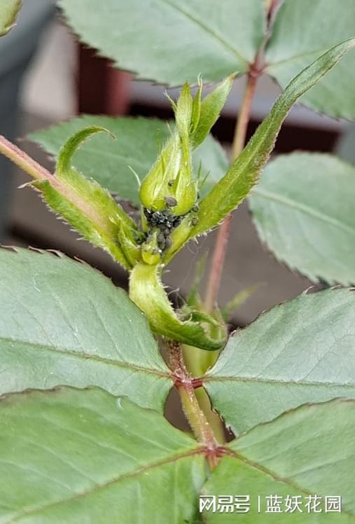 原因四：打药后下雨