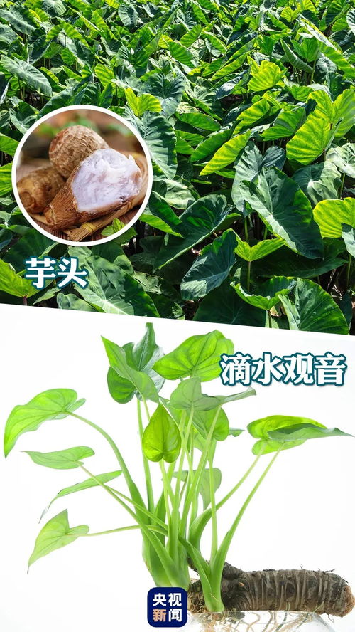 滴水观音生虫，是土壤湿度过高吗