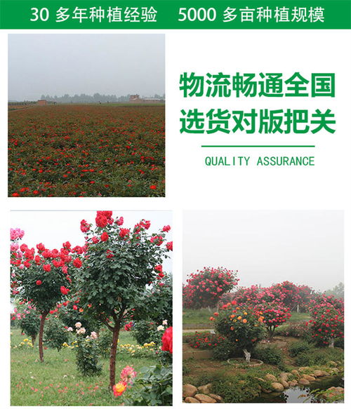 价格亲民，绿化佳选