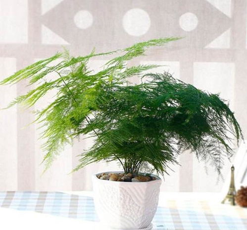 白色瓷盆， 文竹的完美搭档