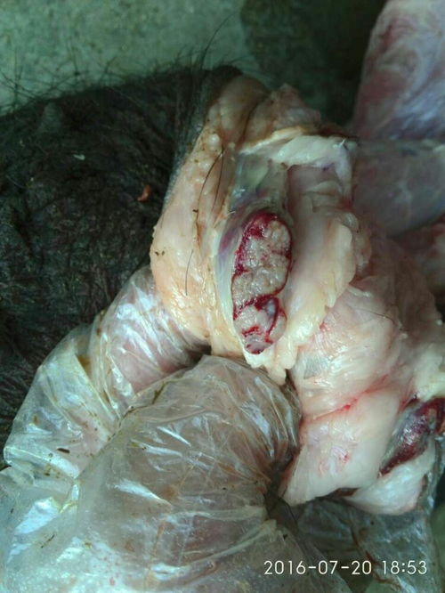 蓝耳、圆环、伪狂犬如何区分？临床症状有何不同