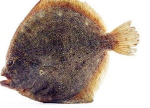 多宝鱼养殖需关注水质管理、饲料投喂、病害防治等关键环节
