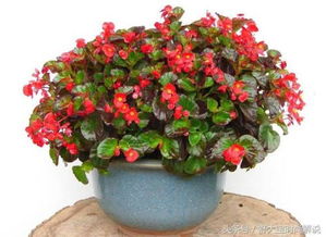 四季海棠的特点