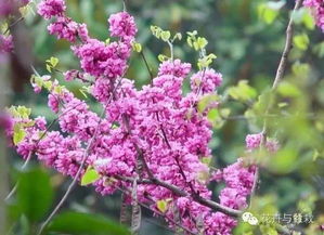 小编观点：选花要“皮实”