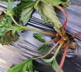 种植草莓对新手来说容易吗？需要哪些注意事项