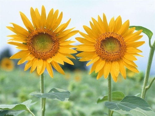 向日葵是个不错的选择
