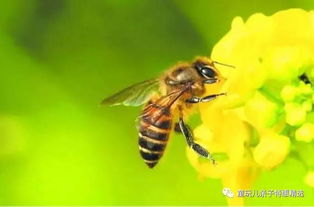 养蜂阳台注意事项
