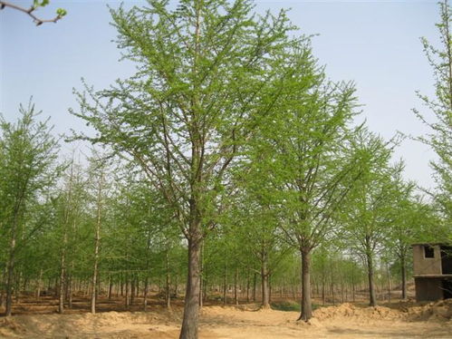 银杏树苗的选购与种植技巧