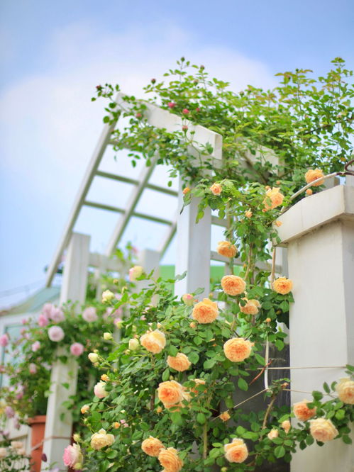 夏天野外养哪些花好养，如何避坑指南延长花期60天？