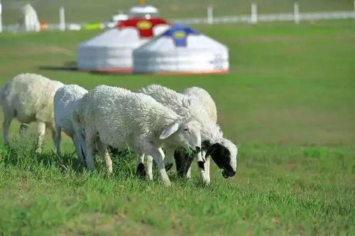 无需化学除草剂：草原的天然净化者
