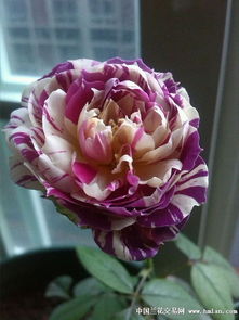 胡里奥月季的优缺点大揭秘