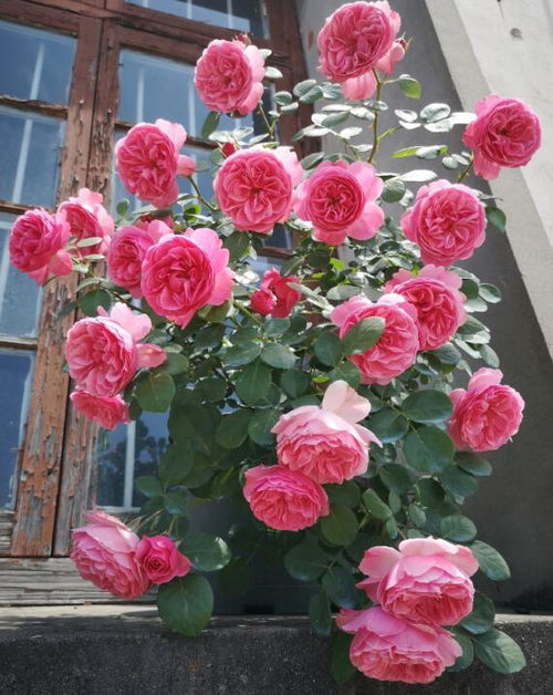 老龄月季的geng新