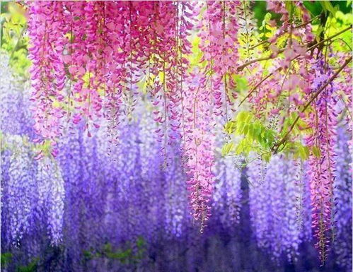 紫藤叶片的魔法变装秀