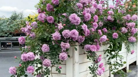 种植容易， 养护简单