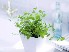 植物保护期限：守护绿色生命的时光标尺