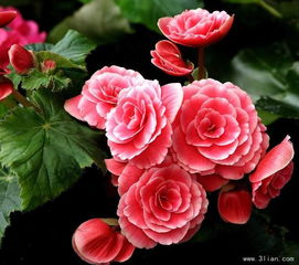 光照与浇水：相辅相成， 共促生长