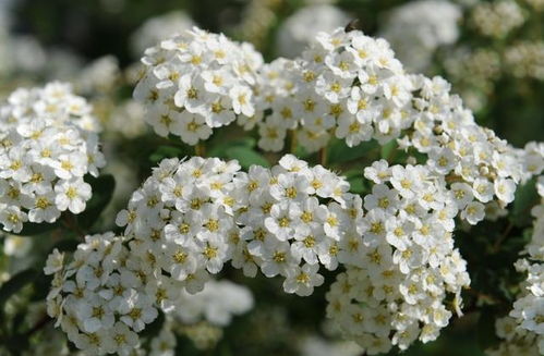 段落三：那些花的名字， 居然这么有趣