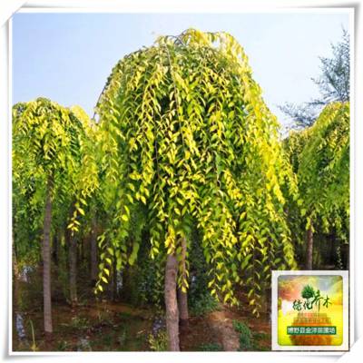 二、金叶垂榆的价格大公开