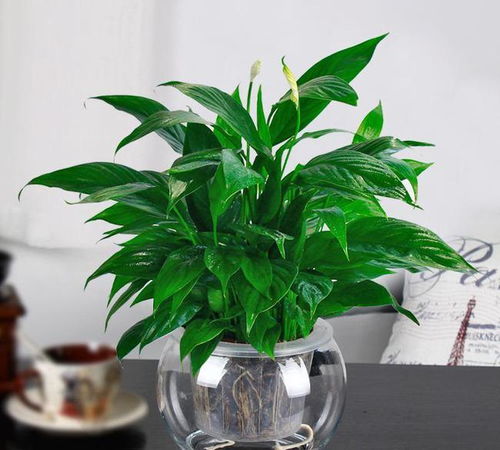 冬季水培绿植如何避免一帆风顺养护过程中出现叶片发黄、生长缓慢等问题