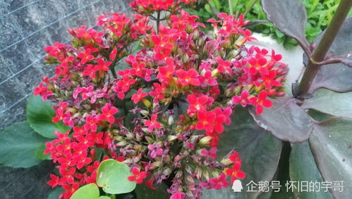 如何科学浇水让长寿花更长寿？