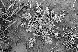 防治方法小贴士