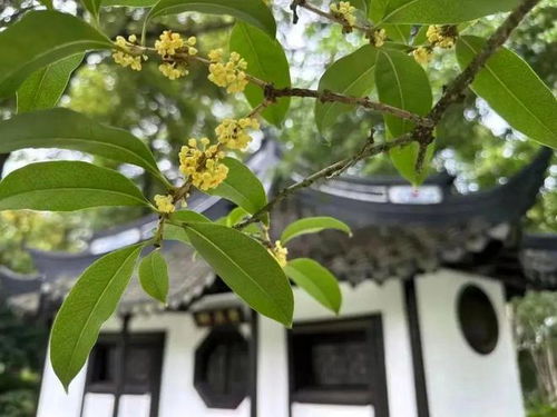 桂花品种繁多，新手养护必看的热门品种推荐是哪些