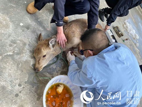 梅花鹿养殖场发现莫尼茨绦虫病病例