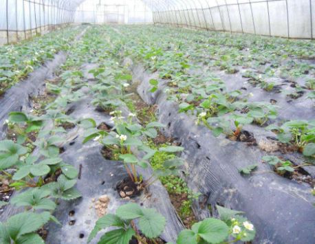 4. 保持小水勤浇， 降低土壤湿度