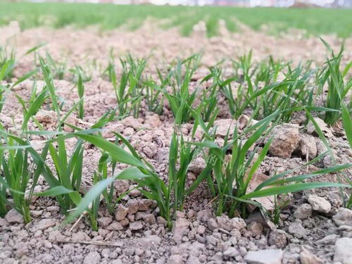 具体情况具体分析：天气、土壤湿度决定浇水时间