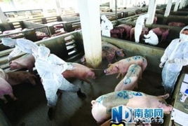 母猪为什么会表现出假怀孕症状？