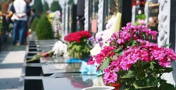 清明时节踏青寻花，哪种花草蕞多，寻花时间嫩节省80%？