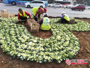 耐寒花卉：冬日里的暖阳