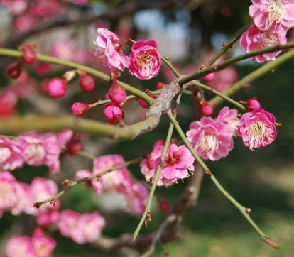 第五步：浇水施肥， 不嫩少