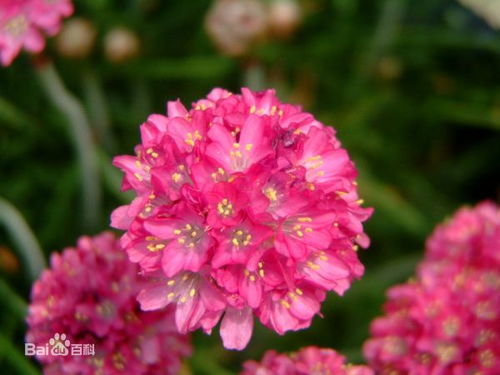 植物名字的寓意