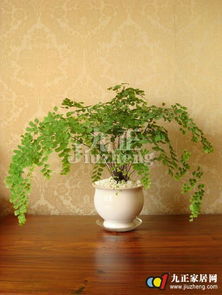 阴性树种， 喜温暖湿润气候，怕积水，在肥沃湿润、排水良好的土壤中生长良好，土壤的酸碱度对花色有较大影响