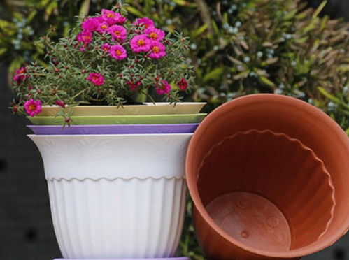 新手种植常见问题：乱用肥料、 盲目浇水、贪多求全