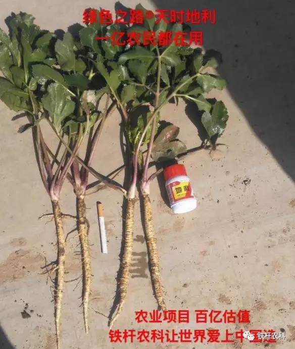 庭院杏树如何提高结籽率？