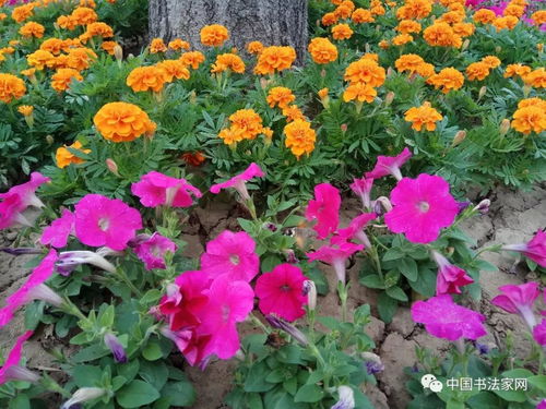 中国花木交易网， 这个名字听起来就挺高大上