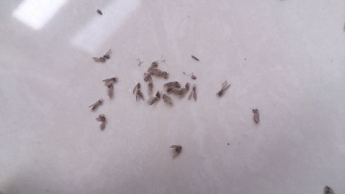 花盆里的小黑飞虫？快速除虫方法